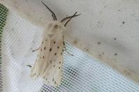 Spilosoma lubricipeda
