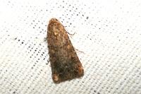 Spodoptera exigua