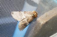 Tethea ocularis