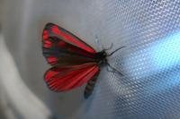 Tyria jacobaeae