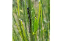 Uresiphita gilvata