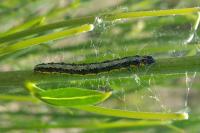 Uresiphita gilvata