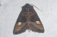 Euplexia lucipara