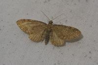 Eupithecia