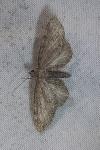 Eupithecia