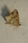 Macaria alternata