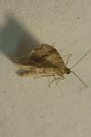Macaria alternata