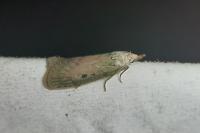 Aphomia sociella