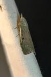 Aphomia sociella