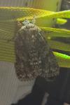 Acronicta rumicis