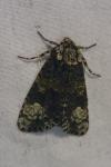 Craniophora ligustri