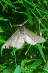 Calliteara pudibunda