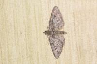 Gymnoscelis rufifasciata