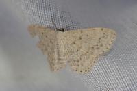 Scopula marginepunctata