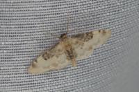 Idaea filicata