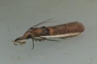 Etiella zinckenella