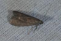 Eccopisa effractella