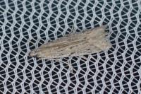 Phycitodes