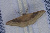 Idaea degeneraria