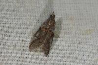 Acrobasis obliqua