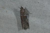 Acrobasis obliqua