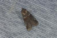 Acrobasis obliqua