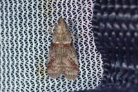 Acrobasis