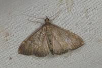 Anania terrealis
