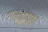 Cabera exanthemata