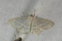 Idaea subsericeata