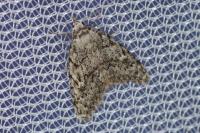 Nola cicatricalis