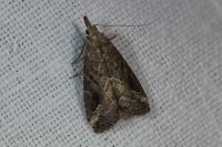 Schrankia costaestrigalis