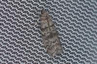 Dioryctria