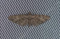 Eupithecia