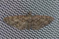 Eupithecia