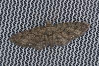 Eupithecia