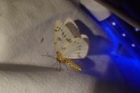 Abraxas pantaria