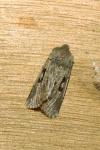 Orthosia gothica