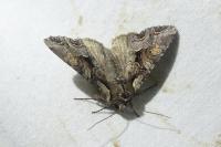 Lacanobia w-latinum