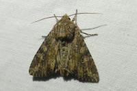 Apamea anceps