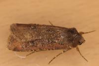 Peridroma saucia