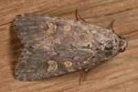 Spodoptera exigua