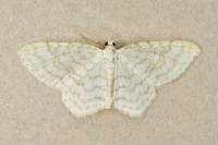 Asthena albulata