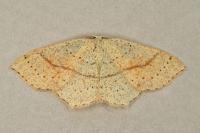 Cyclophora punctaria
