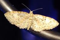 Eupithecia abbreviata