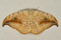 Drepana falcataria