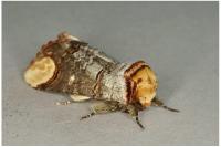 Phalera bucephala