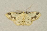Idaea trigeminata