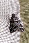 Scoparia pyralella
