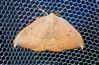 Watsonalla uncinula